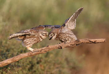 Adult birds and little owl chicks (Athene noctua) are photographed at close range closeup on a blurred background.