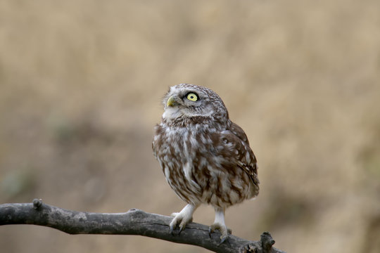 Adults and young little owls ( Athene noctua) are photographed near the nest in a natural habitat.