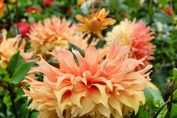 Orange decorative dahlia 'hamari gold' in flower © Alexandra