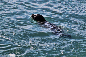 Seal in the water