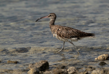 Whimbrel in the morning hours at the sea coast of Bahrain