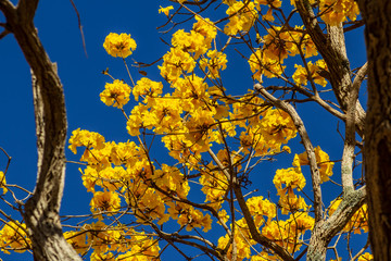 Cachos de flores amarelas em galhos de ipê.