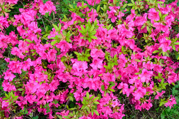 Bush of delicate pink magenta flowers of azalea or Rhododendron plant in a sunny spring Japanese garden, beautiful outdoor floral background.