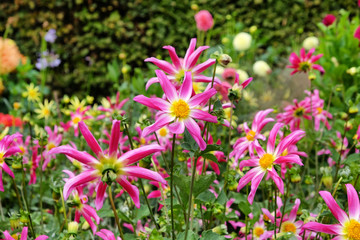 Obraz premium 'Honka Rose' orchid dahlia flower on a green background
