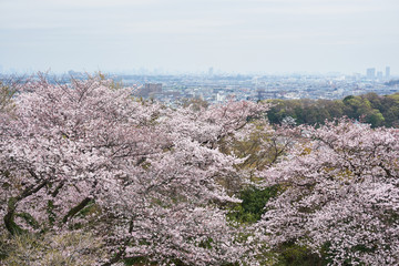 神奈川県　生田緑地　枡形山の桜

