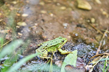 Beautiful green frog sitting on the river bank