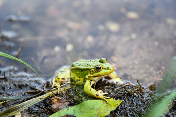 Beautiful green frog sitting on the river bank