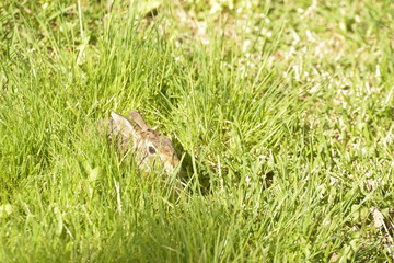 Cottontail Rabbit grass