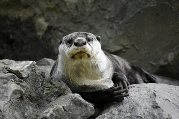 ツメナシカワウソ