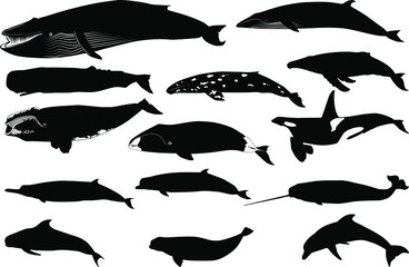 Various silhouette vector  of a whale and a dolphin separated on white background © Sandi