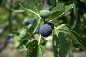 
figs, ripe, just before harvest