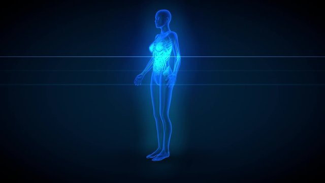 3 different 3D seamless looping animations in 1, female body rotating - x-ray scan with organs and skeleton, 4K 60fps UHD 