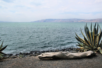 dead tree on the beach