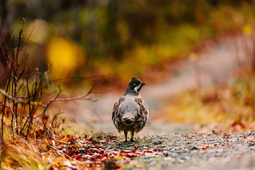 Hazel grouse cock standing in fall forest in Finland