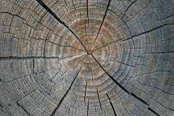 Tree rings old wood texture with the cross section of a cut log.