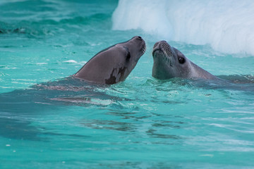 Fototapeta premium Crabeater Seals (Lobodon carcinophagus)