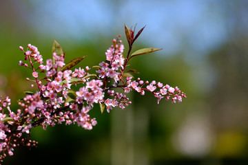Beautiful pink flower branch in spring time.