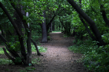 Naklejka premium a corridor of trees in the forest. sunlight breaks through the branches of trees