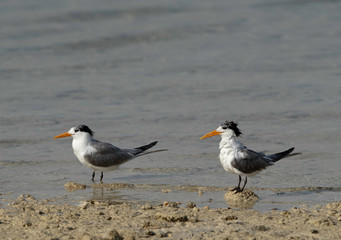 A pair of Greater Crested Terns at the sea coast, Bahrain