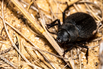 the bug on the ground