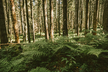 A tree in the middle of a forest