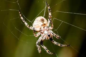 spider on a web