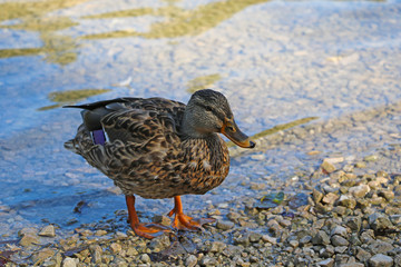 A beautiful wild duck stands on the shore of the water.