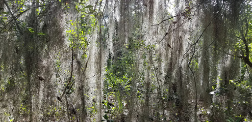 Fototapeta premium Spanish Moss