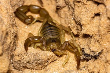 scorpion on the ground