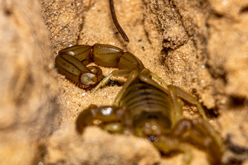 yellow scorpion