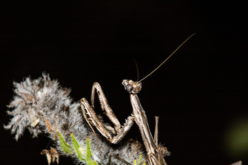 praying mantis