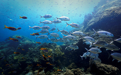 Fototapeta na wymiar Beautiful school of fish at coral reef