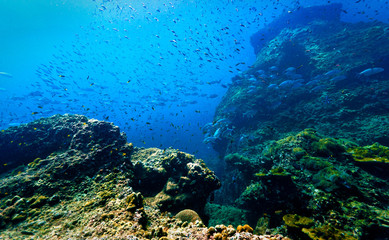 Beautiful underwater reef and landscape