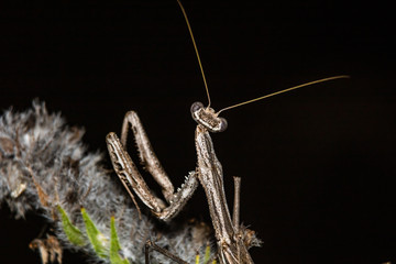 mantis on a branch