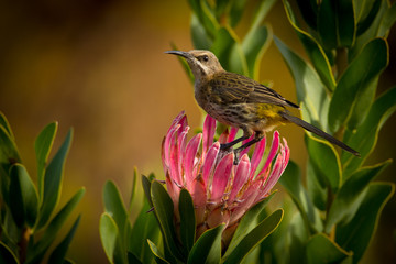 bird on pink flower (protea)