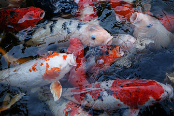 Obraz na płótnie Canvas Carps fishes on shallow water