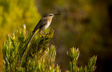 Fynbos cape sugarbird long tail