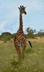 giraffe in the wild © Monika