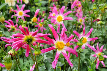 'Honka Rose' orchid dahlia flower on a green background