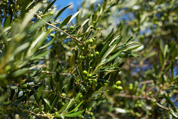 Closeup of a olive branch with leaves and green olives. Olive tree close up in Greece, Corfu. Mediterranean plant.