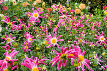 Naklejka premium 'Honka Rose' orchid dahlia flower on a green background