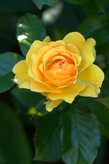 yellow rose in garden