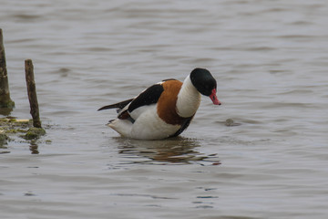 Common Shelduck in shallow water