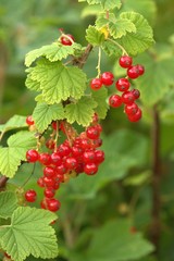 red currant bush