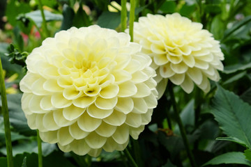 Pale yellow pompon dahlia in flower