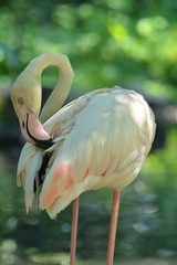 flamingo close up photo