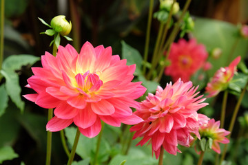 Pink waterlily 'Kilburn rose' dahlias in bloom © Alexandra