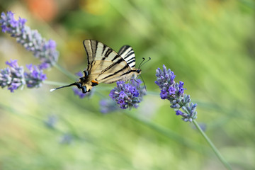 Beautiful butterfly Iphiclides Podalirius collects nectar on a sprig of lavender on a summer day