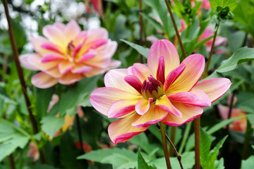 Pink and pale yellow decorative dahlia 'dark butterfly' in flower