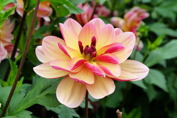 Obraz premium Pink and pale yellow decorative dahlia 'dark butterfly' in flower